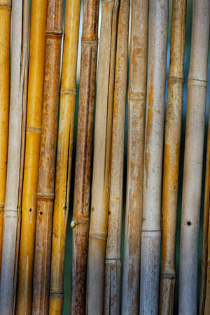 Abstract reed texture closeup photoの写真素材