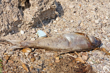 Dead fish on the ground rottingの写真素材