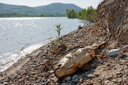 Dead fish on the ground rottingの写真素材