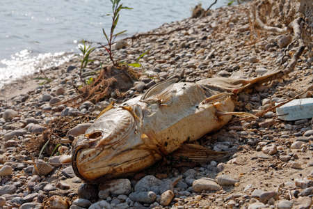 Dead fish on the ground rottingの写真素材