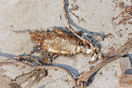 Dead fish on the ground rottingの写真素材