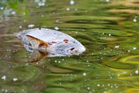 Dead fish on the water floating