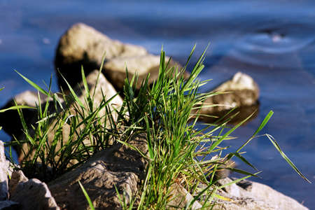 Bunch of grass at the water closeupの写真素材