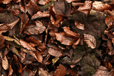 Leaf in the forestの写真素材