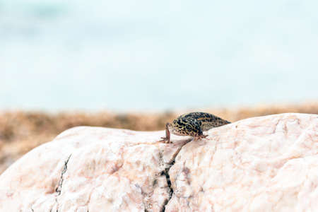 Leopard Gecko lizard on rocksの写真素材