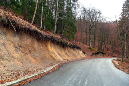 Road in the forestの写真素材