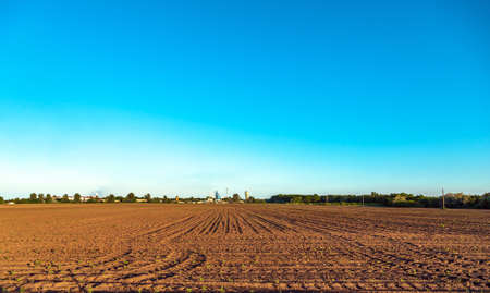 Beautiful plants in a fieldの写真素材