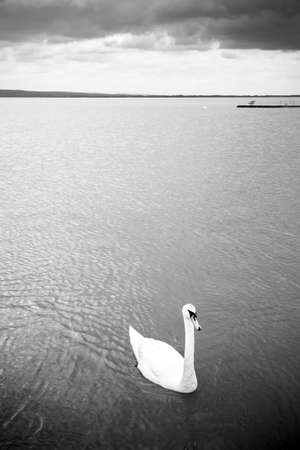 Swan swimming on stormy lakeの写真素材