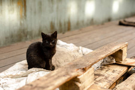 Dirty street cat sitting in factory closeup photoの写真素材
