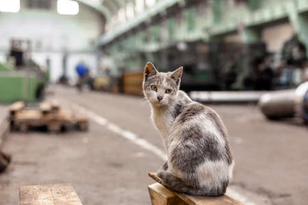 Dirty street cat sitting in factory closeup photoの写真素材