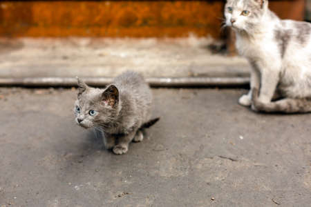 Dirty street cat sitting in factory closeup photo