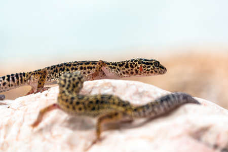 Leopard Gecko lizard on rocks closeupの写真素材