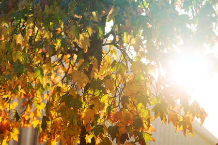 Bright sunburst through a green leafy treeの写真素材
