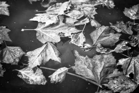 Autumn leaves in water autumn footage