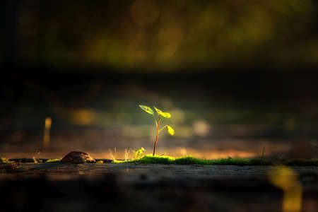 Small plant in the sunlight nature backgroundの販売画像
