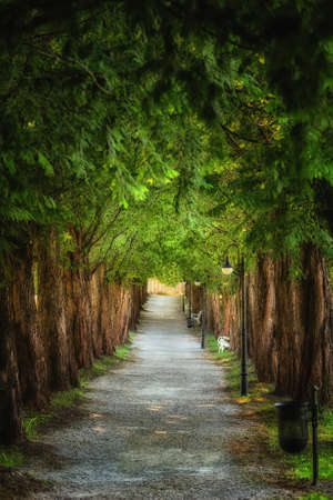 Pathway through the forest  with lamp and benchの写真素材