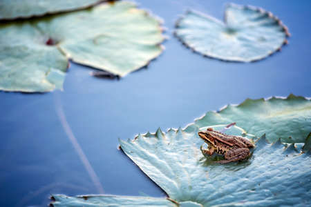 Water lily in the lake and frog close up photoの写真素材