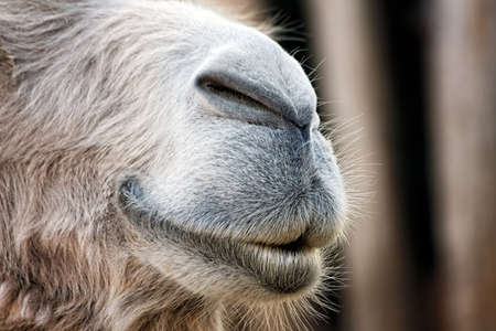 Camel face closeupの写真素材