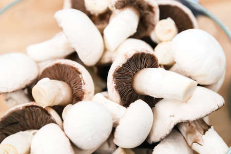fresh champignon mushroomsの写真素材