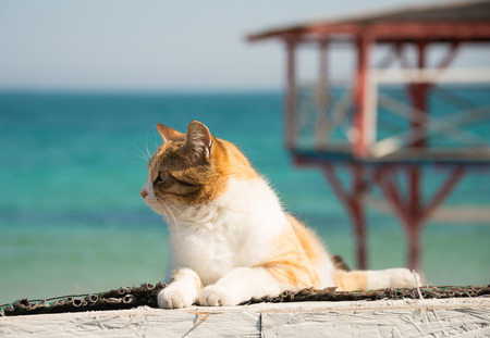 Cute cat on the Black Sea in Odessa in the springの写真素材
