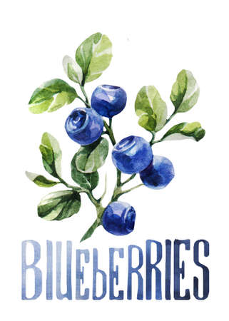 Blueberries. Hand drawing watercolor on white background with title. Watercolor title, lettering. Can be used for decoration of cards, stickers, encyclopedias, menus and ingredients of dishes, as well for seed packaging.の写真素材