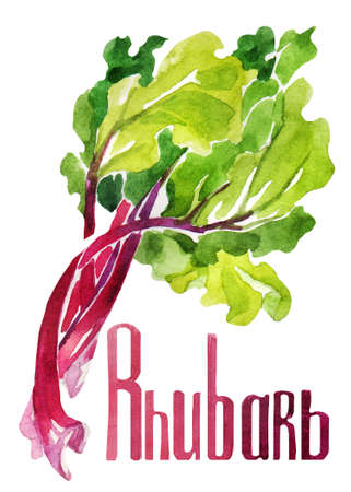 Rhubarb. Hand drawing watercolor on white background with title lettering. Can be used for decoration of cards, stickers, encyclopedias, menus and ingredients of dishes, as well for seed packaging.の写真素材