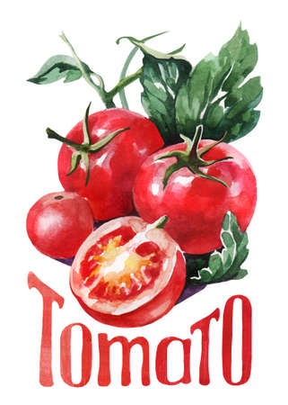 Red Tomato. Hand drawing watercolor on white background with title. Watercolor title, letteringの写真素材