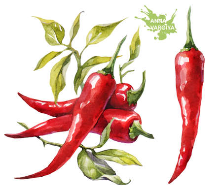 Red chilli pepper. Hand drawing watercolor on white background. Can be used for decoration of cards, stickers, encyclopedias, menus and ingredients of dishes, as well for seed packaging.の写真素材