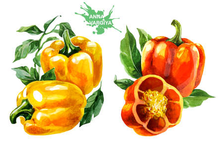 Orange and yellow peppers. Hand drawing watercolor on white background. Can be used for decoration of cards, stickers, encyclopedias, menus, as well for seed packaging.の写真素材