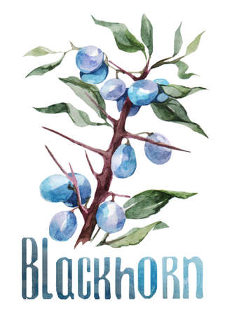 Blackhorn. Hand drawing watercolor on white background with title. Watercolor title, lettering. Can be used for decoration of cards, stickers, encyclopedias, menus and ingredients of dishes, as well for seed packaging.の写真素材