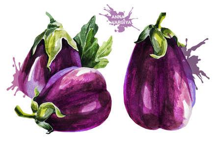 Eggplant.  Hand drawing watercolor on white background. Can be used for decoration of cards, stickers, encyclopedias, menus, as well for seed packaging.の写真素材
