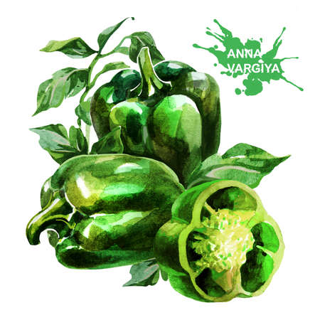 Green peppers. Hand drawing watercolor on white background. Can be used for decoration of cards, stickers, encyclopedias, menus, as well for seed packaging.の写真素材