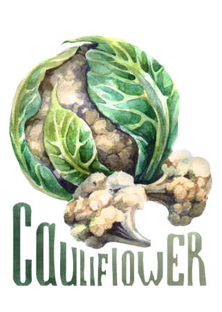 Cauliflower. Hand drawing watercolor on white background with title. Watercolor title, letteringの写真素材