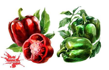 Green pepper and red pepper. Hand drawing watercolor on white background. Can be used for decoration of cards, stickers, encyclopedias, menus, as well for seed packaging.の写真素材