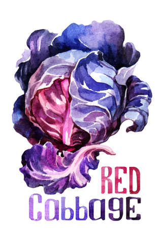 Red Cabbage.  Hand drawing watercolor on white background with title. Watercolor title, letteringの写真素材
