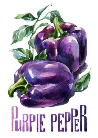 Purple pepper. Hand drawing watercolor on white background with title. Watercolor title, letteringの写真素材