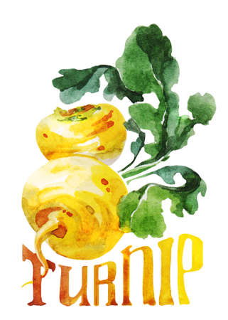 Yellow turnip. Hand drawing watercolor on white background with title. Watercolor title, letteringの写真素材