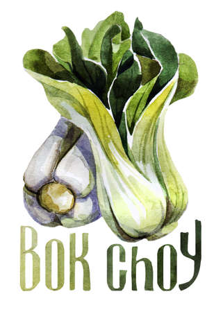 Bok Choy. Hand drawing watercolor on white background with title. Watercolor title, letteringの写真素材