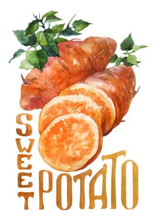 Sweet potato. Hand drawing watercolor on white background with title. Watercolor title, letteringの写真素材