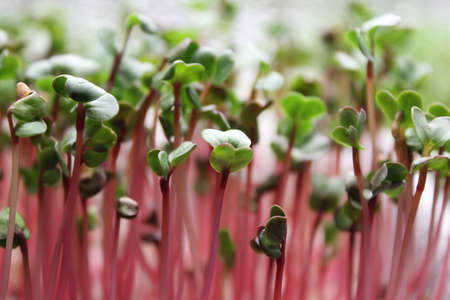 Sprouts of microgreen radish red coral. Selective focus photo of fresh microgreens close upの写真素材