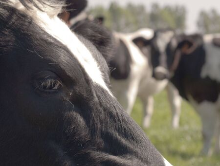Cow's head with friends in the background, shallow dofの写真素材