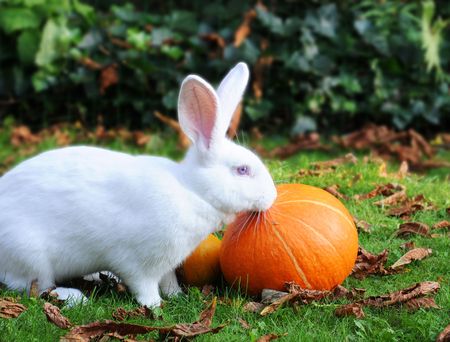 Albino Flemish Giant Rabbit nibbling at pumpkins in the grassの写真素材