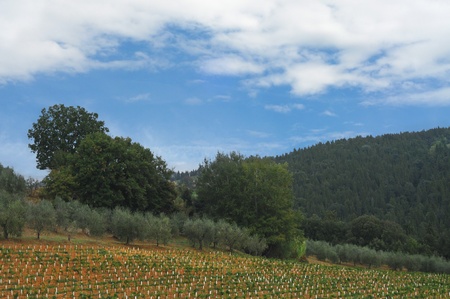 Young vineyard, olive trees and cypress in Chianti, Tuscany, Italyの写真素材