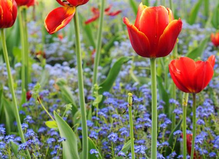 The last red and yellow tulips in a bed of forget-me-notの写真素材