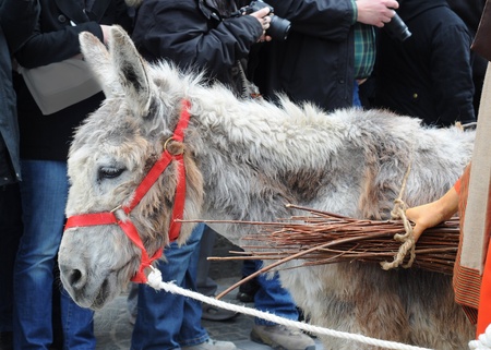 Donkey at the Procession of the Holy Blood 2010 in Bruges, Belgiumのeditorial素材