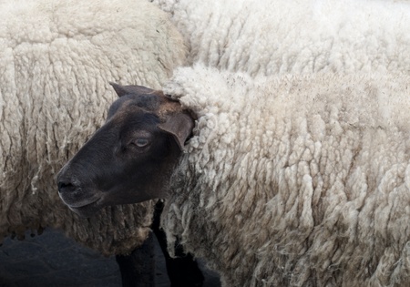 Sheep with black head and white furの写真素材