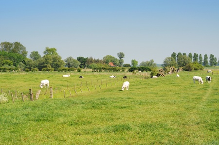 Polder landscape with cows in meadow under blue skyの写真素材