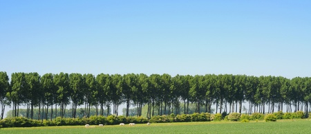 Polder landscape with cows under blue skyの写真素材