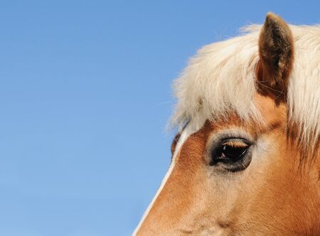 Detail of horse's head with copy space on blue skyの写真素材
