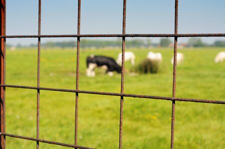 Fence with meadow and cows in the background, shallow dofの写真素材